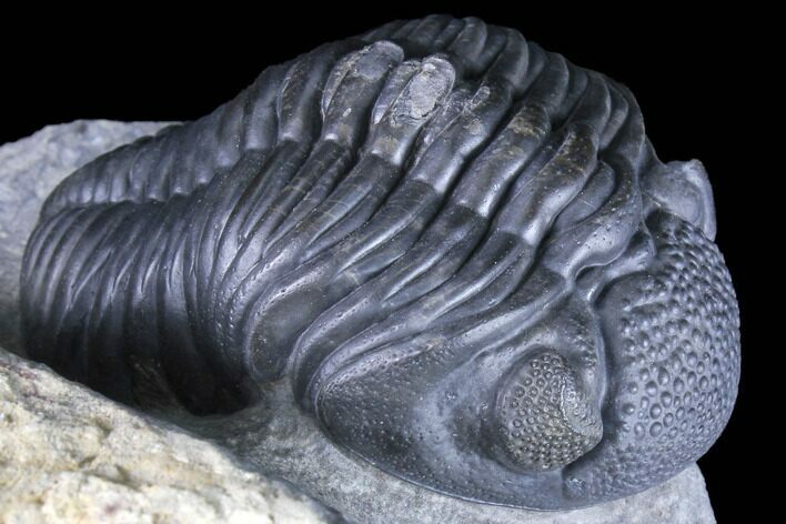 Prone Pedinopariops Trilobite - Beautiful Shell & Eyes #86551